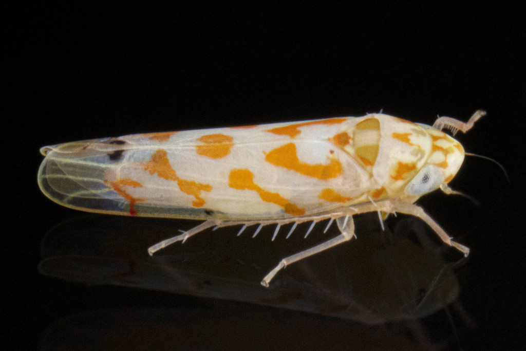 Eratoneura manus