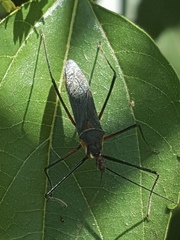 Zelus grassans