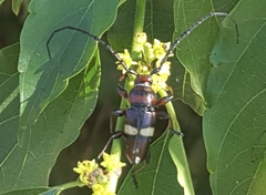 Lissonotus flavocinctus