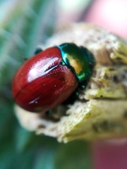 Chrysolina polita