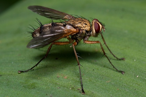 Dexiosoma caninum, photo 2 of 10