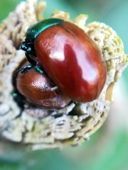 Chrysolina polita