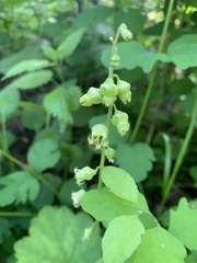 Tellima