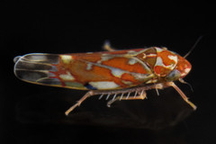 Erythroneura rubra