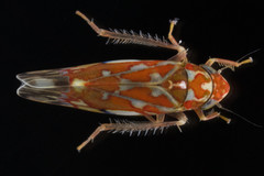 Erythroneura rubra