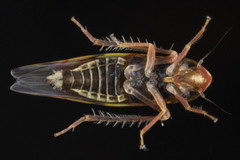 Erythroneura rubra