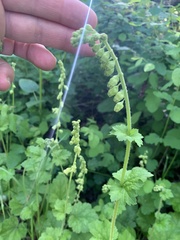 Tellima