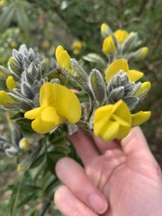 Piptanthus nepalensis