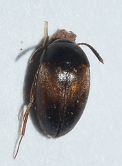 Catopsimorphus