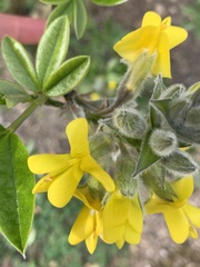 Piptanthus nepalensis