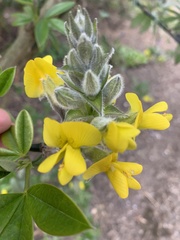 Piptanthus nepalensis