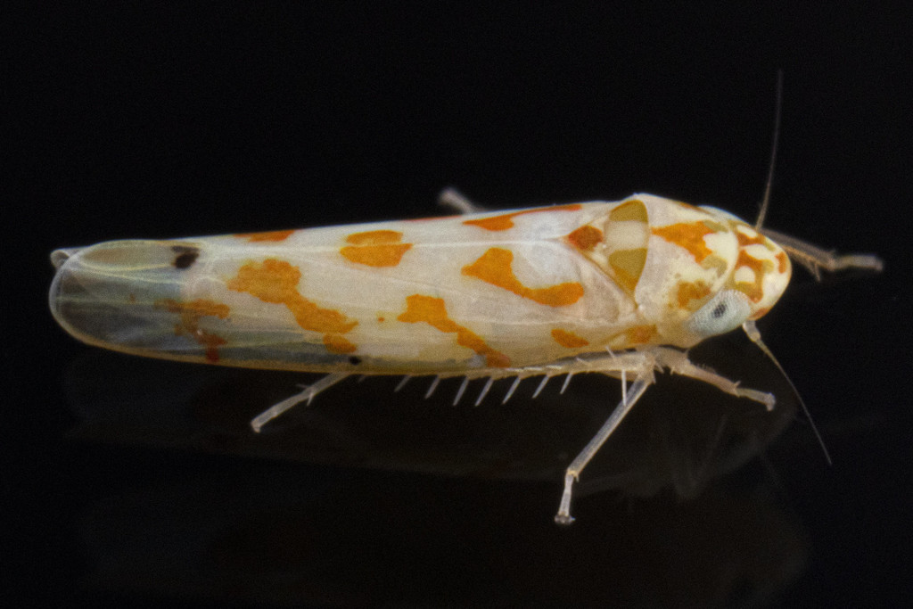 Eratoneura marilandicae