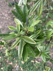 Piptanthus nepalensis