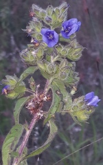 Hydrolea spinosa