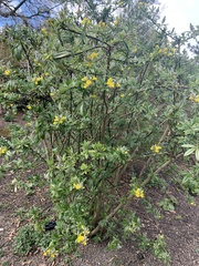 Piptanthus nepalensis