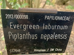Piptanthus nepalensis