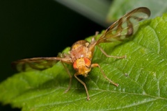 Myoleja lucida