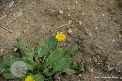 Taraxacum obovatum