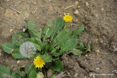 Taraxacum obovatum