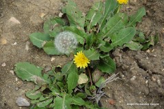 Taraxacum obovatum