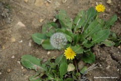 Taraxacum obovatum