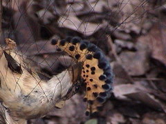 Onychorhynchus coronatus