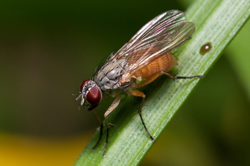 Coenosia mollicula