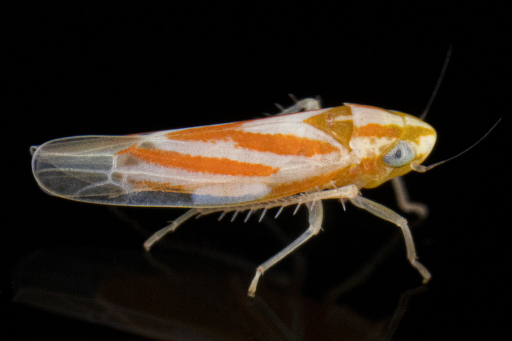 Erythridula infinita