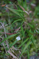 Mazus goodenifolius
