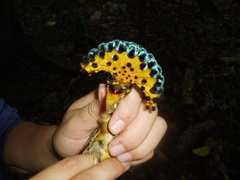 Onychorhynchus coronatus