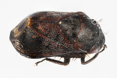 Penthimia americana