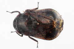 Penthimia americana