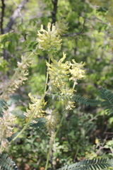 Astragalus ponticus