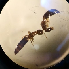 Sclerodermus domesticus