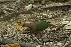 Chalcophaps indica natalis