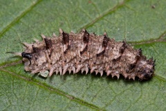 Dasysyrphus