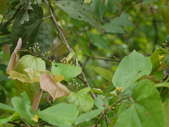 Grewia tiliifolia