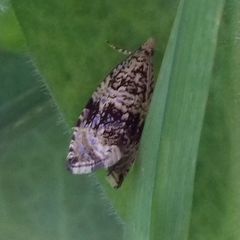 Syricoris