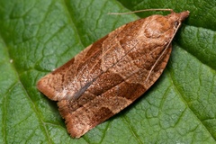 Pandemis cinnamomeana