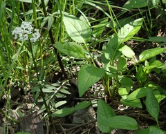 Valeriana dioica