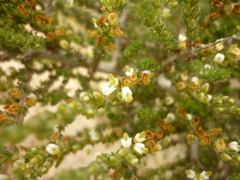 Aspalathus hispida hispida