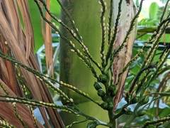 Dypsis lutescens