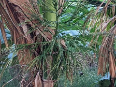 Dypsis lutescens