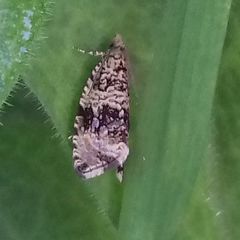 Syricoris