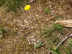 Ranunculus nigrescens