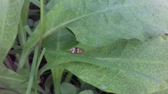 Syricoris