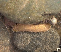 Lepidonotus squamatus