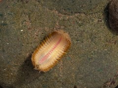 Lepidonotus squamatus