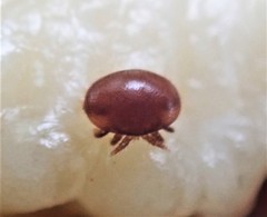 Varroa destructor