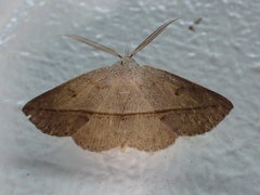 Ugia
